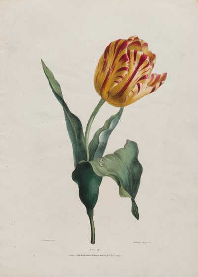 Tulpe von Valentine Bartholomew